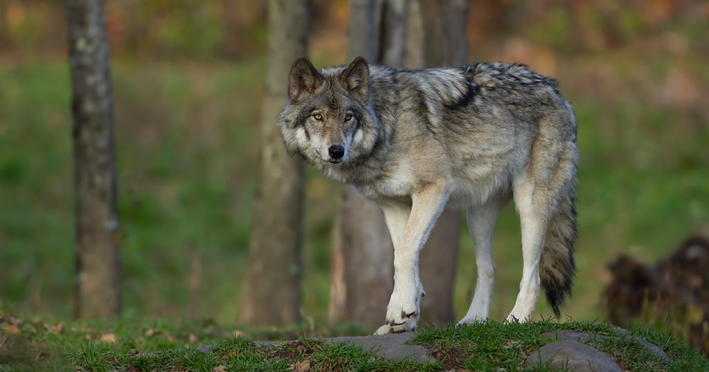 Sulle tracce del lupo - Strutture Ricettive e Case in Autogestione in  Appennino - La Macina Terre Alte
